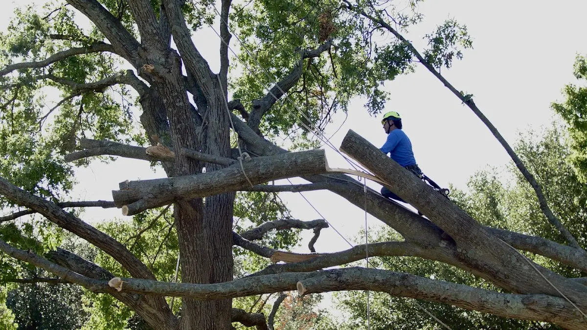 Professional Crown Thinning performed by certified arborists in Souris